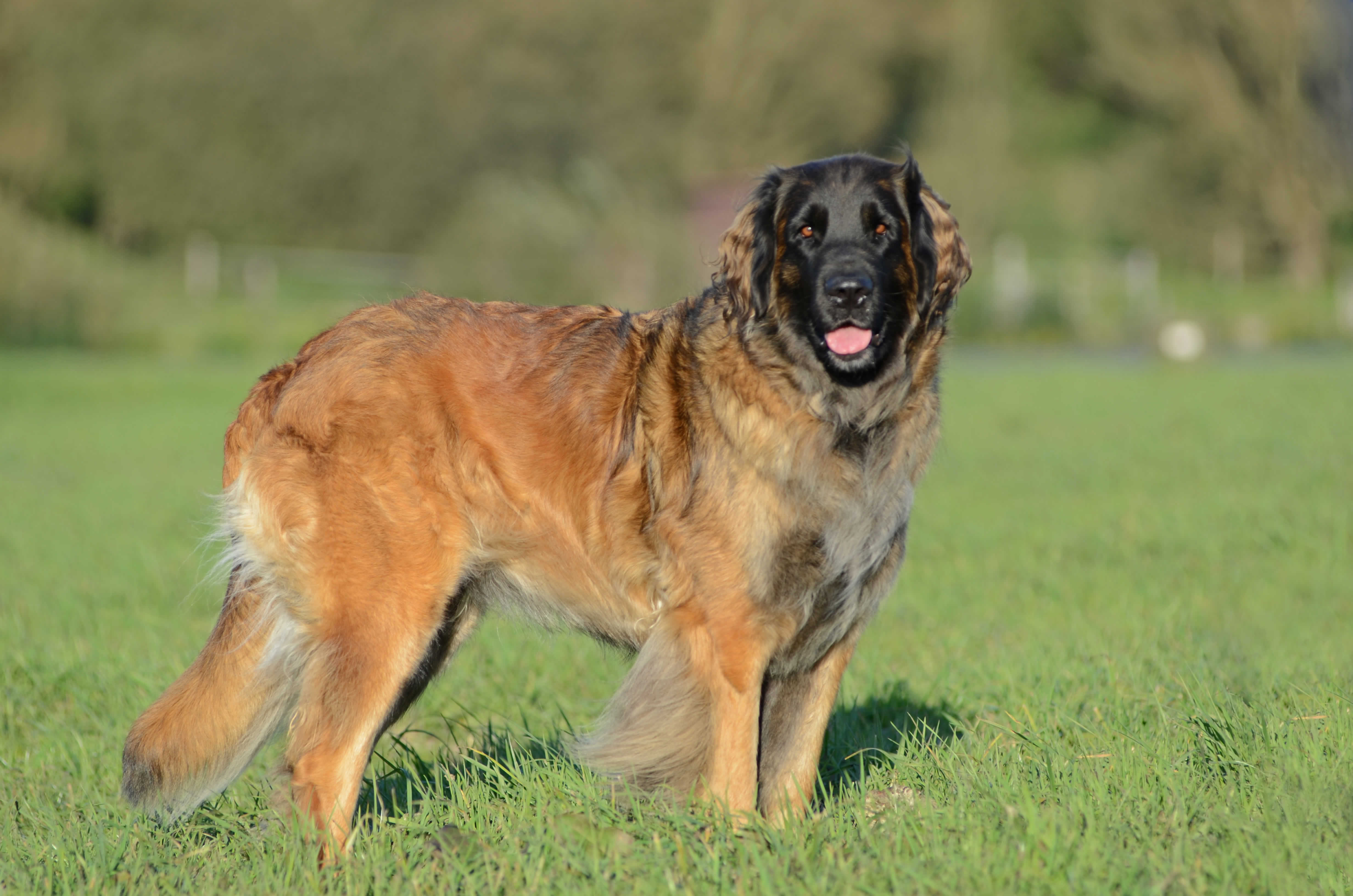 leonberger_huendin